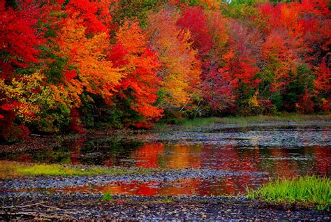 Fall Foliage Wallpaper Widescreen