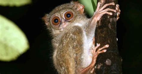 Facts about Tarsier - AnimalBehaviorCorner