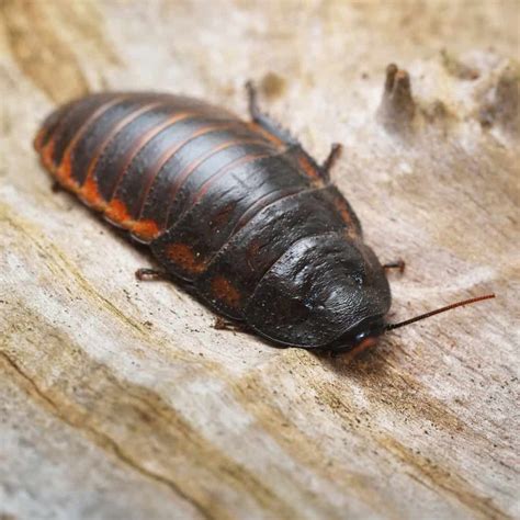 Differences Between Wood Cockroaches and Other Roaches - PestProper