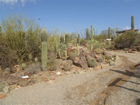 ArtByCarolAnn: Arizona-Sonora Desert Museum