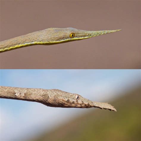 Langaha madagascariensis also known as Malagasy leaf-nosed snake can ...