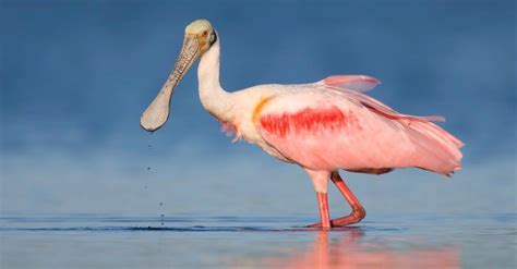 Roseate Spoonbill - A-Z Animals