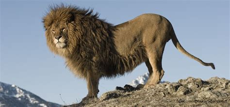 Barbary lion, originally ranged from Morocco to Egypt. It is extinct in ...