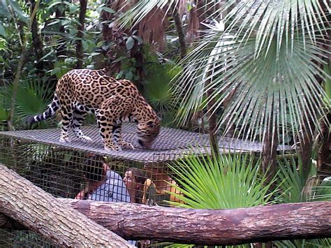 Belize Zoo Tour from Belize City - La Democracia, Belize District