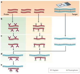 Fluorescence In Situ Hybridization (FISH) | Learn Science at Scitable