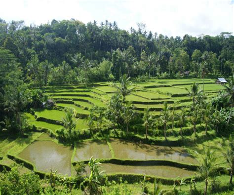 Peta Tempat Wisata Di Ubud | Tempat Wisata Indonesia