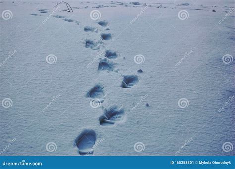 Footprints in the Snow. Shoeprints in the Fresh Snow Stock Image - Image of pattern, adventure ...