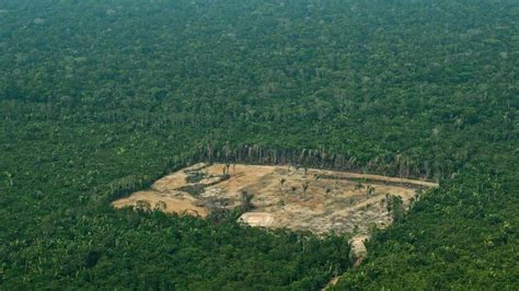 La selva amazónica pierde en un año una superficie equivalente a la ...