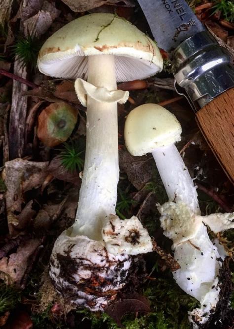 Poisonous fungi – Death Cap and Destroying Angel v False Deathcap – Galloway Wild Foods