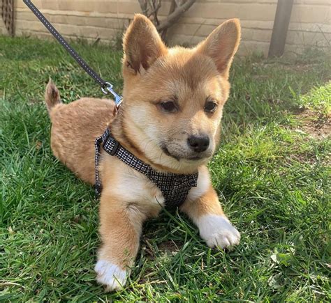 Shiba Corgi - All About This Adorable Mix