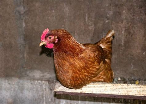 Chicken with Brown Feathers on a Roost in a Chicken Coop Stock Image ...