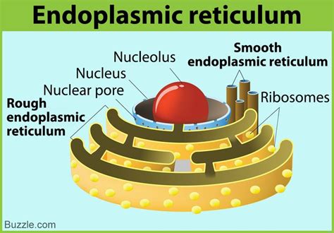 Endoplasmic reticulum is an important organelle in eukaryotic cells, that is responsible for the ...