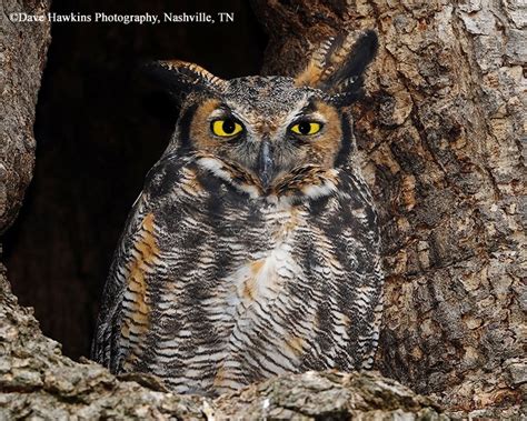 Great Horned Owl | State of Tennessee, Wildlife Resources Agency