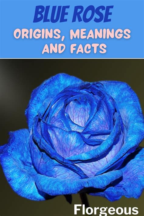 Blue Roses: Meaning and Photos | Blue rose meaning, Blue rose, Blue roses