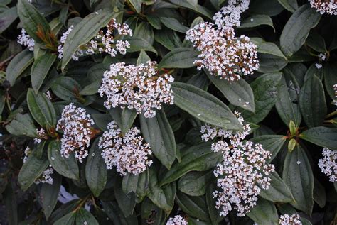 Viburnum davidii (David Viburnum) | North Carolina Extension Gardener ...