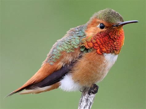 Allen’s Hummingbird | Celebrate Urban Birds