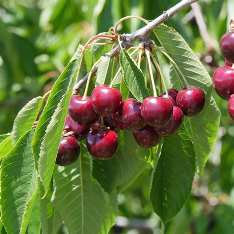 Types Of Cherry Trees | ubicaciondepersonas.cdmx.gob.mx