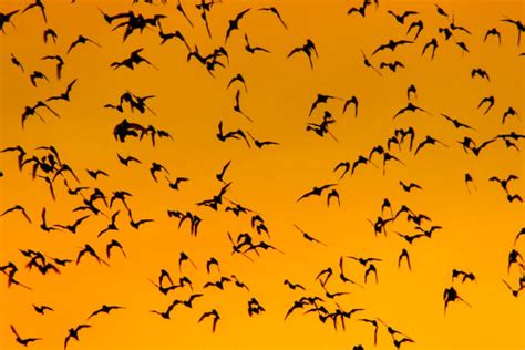 Swarm Of Bats Stock Photos, Pictures & Royalty-Free Images - iStock