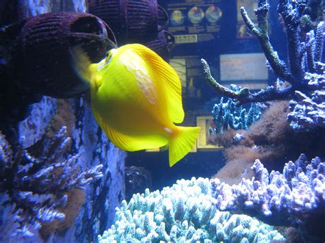 Images and Places, Pictures and Info: st. petersburg pier aquarium