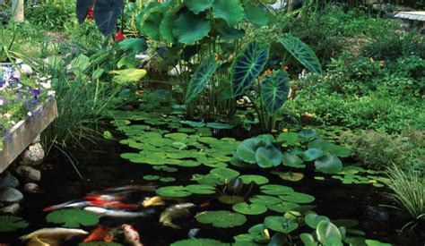 Best Pond Plants for Shady Areas | Pond plants, Plants that like shade ...