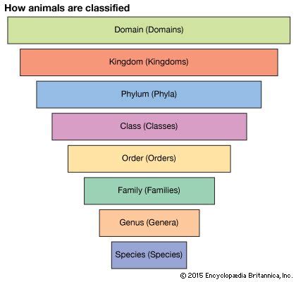 taxonomy | Definition, Examples, Levels, & Classification | Taxonomy ...