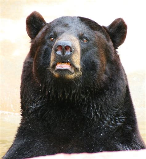 Louisiana Black Bear Free Photo Download | FreeImages