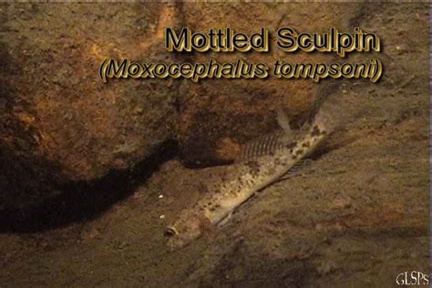 Mottled Sculpin Image and Video