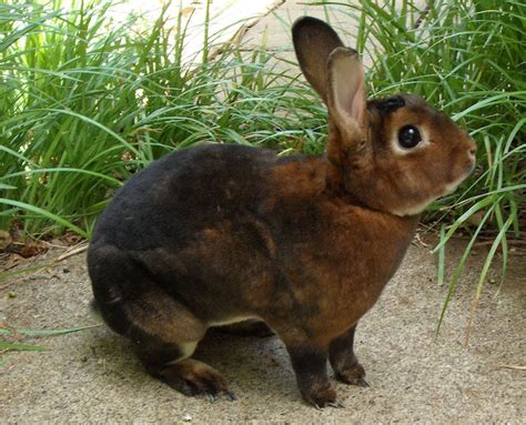 Cinnamon Rabbit Breed - Adopt a Rabbit