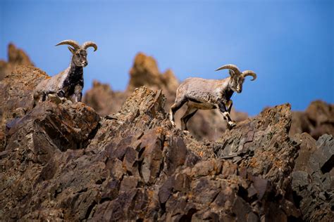 Himalayan Blue Sheep (Pseudois nayaur) in Hemis NP: Trans-Himalayan Wildlife: Behzad J. Larry ...