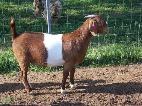 Red Boer Goats at Triple Holler Boer Goats