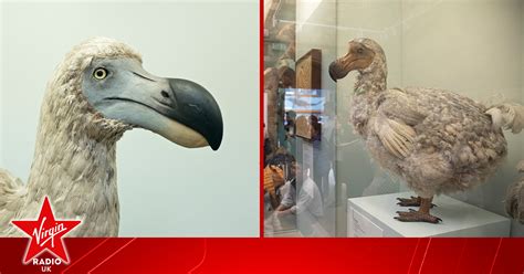 Extinct Dodo bird could be brought back to life after a DNA ...