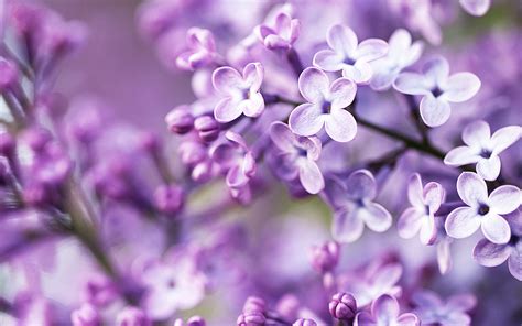 Purple Flower Backgrounds (60+ pictures) - WallpaperSet