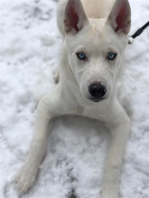 Snow puppy : husky