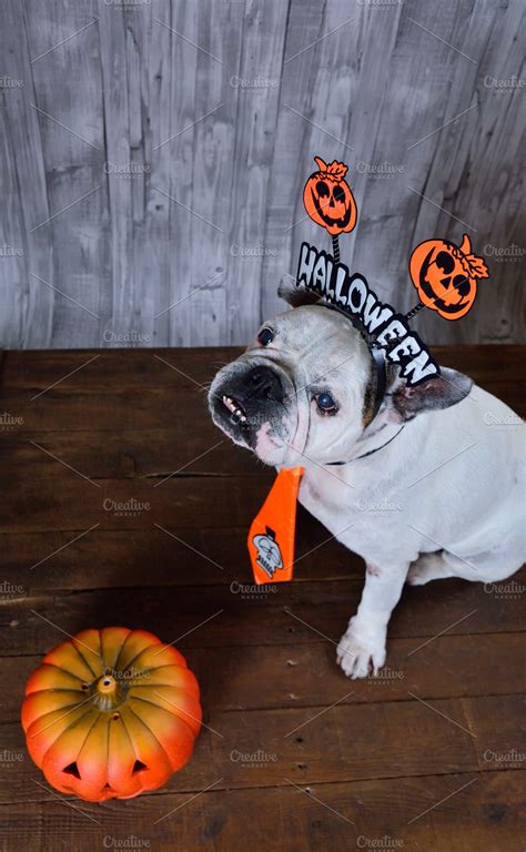 Halloween bulldog. ~ Animal Photos ~ Creative Market