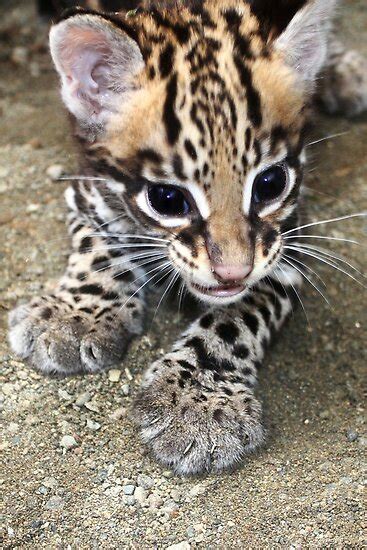 "Ocelot Cub" by Robbie Labanowski | Redbubble