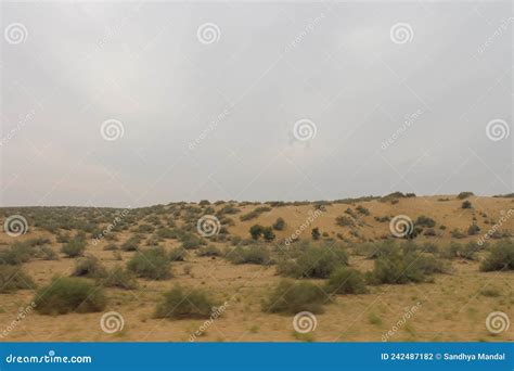 Sand Dunes with Trees Planted in the Thar Desert in Jaisalmer Stock ...