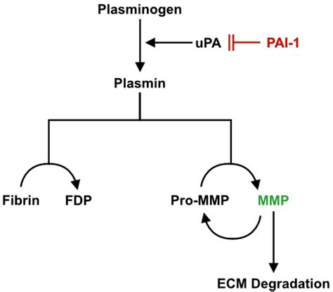 Plasminogen system. Plasminogen is the inactive substrate of the... | Download Scientific Diagram