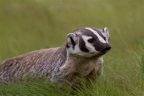 Badger - RobsWildlife