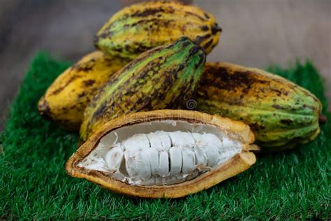 Fresh cacao fruit stock image. Image of bitter, food - 133836347