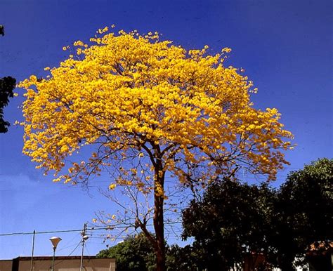 GRACIAS, VENEZUELA MIA: DIA DEL ARBOL (ARAGUANEY)