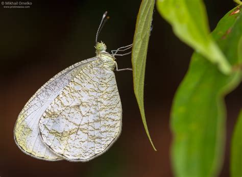 Photo of a Laotian butterfly (Pieridae) in nature • by Mikhail Omelko