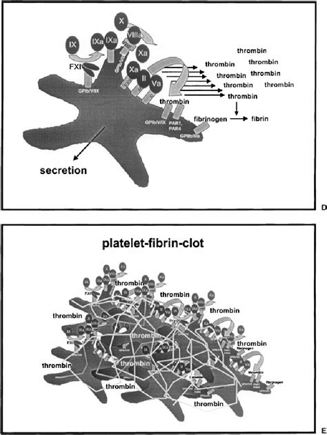 Model of receptor-mediated thrombin generation. (A) Small amounts of ...