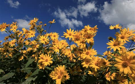 Free photo: Yellow Daisies - Daisy, Flower, Fragrance - Free Download - Jooinn