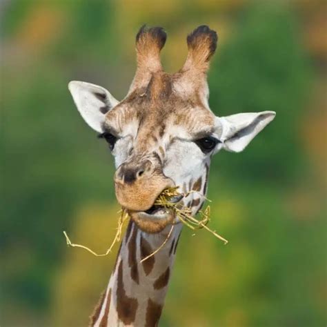 What Do Giraffes Eat: The Diet Of Giraffes