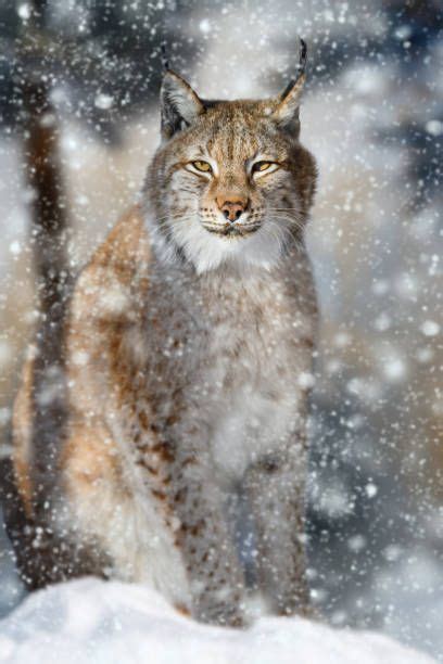 1 100 lynx cubs stock photos pictures royalty free images – Artofit