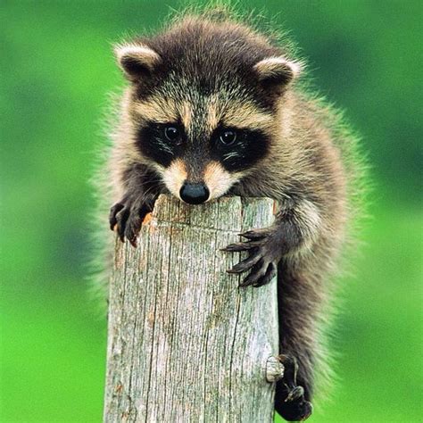 Baby raccoon | Too cute | Pinterest