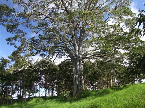 "Mother" koa (Acacia koa) tree and seedlings | Flickr - Photo Sharing!