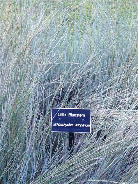 Native Texas Grasses - Native Grass Seed|- a guide to native grasses ...