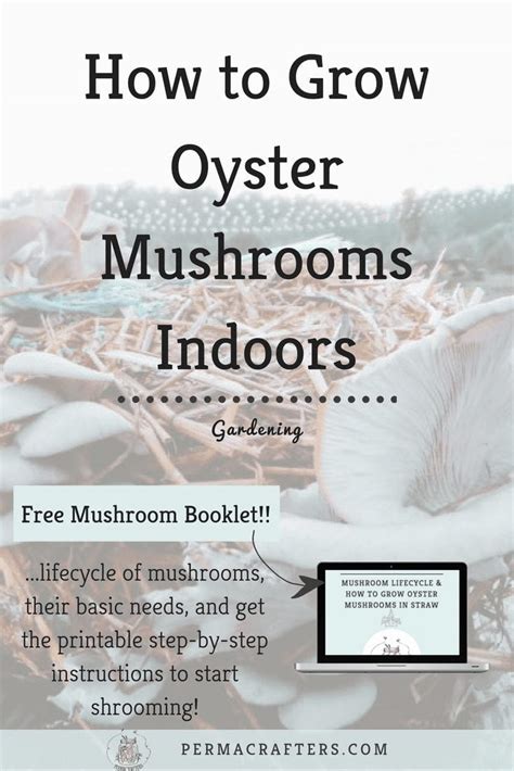 How to Grow Oyster Mushrooms Indoors - Permacrafters