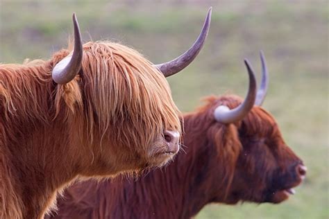 Highland Coos. Mar '18. - photograph by Phil McLean